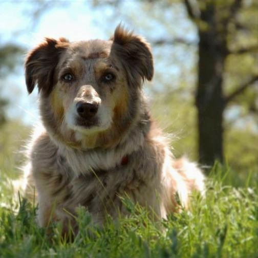 Australian Shepherd in the grass — Kinergy Canine
