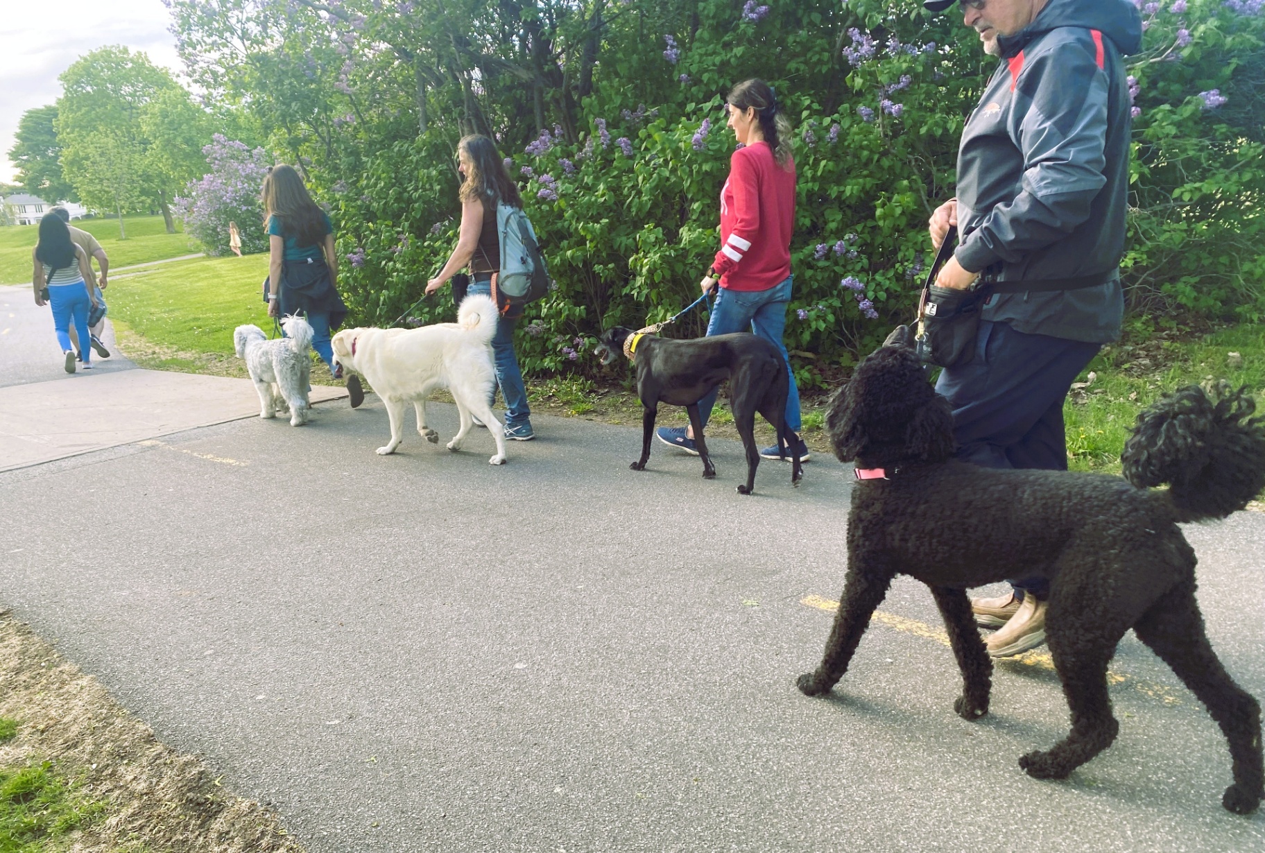 Kinergy Canine group dog walk along a path with lilacs