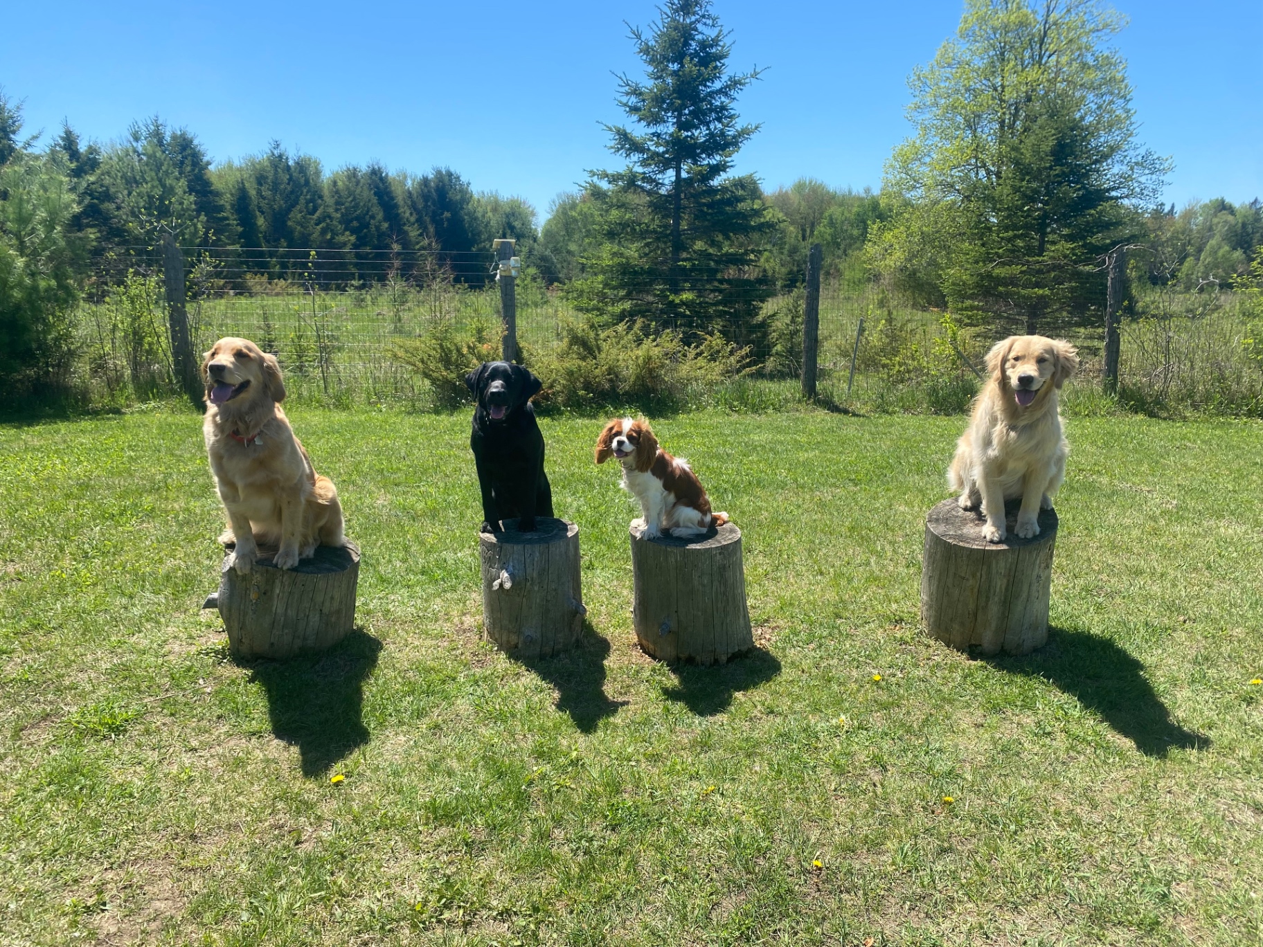 Four dogs sitting calmly on tree stumps during a Kinergy Canine workshop
